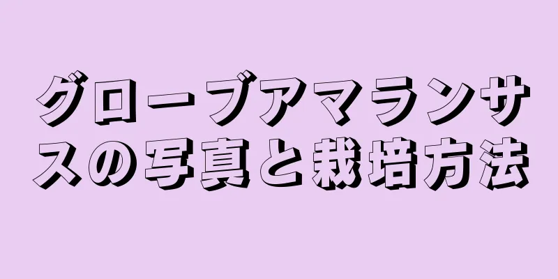 グローブアマランサスの写真と栽培方法