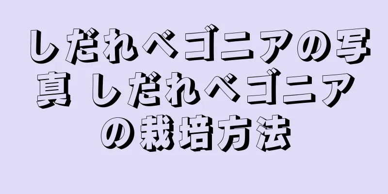 しだれベゴニアの写真 しだれベゴニアの栽培方法