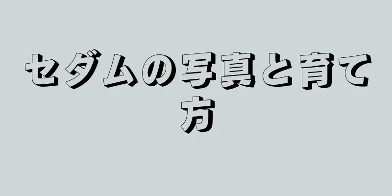 セダムの写真と育て方