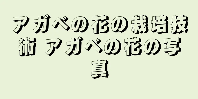 アガベの花の栽培技術 アガベの花の写真