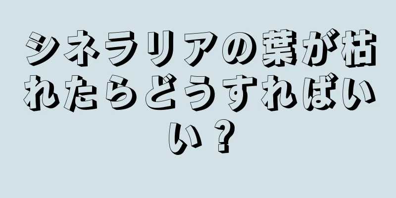 シネラリアの葉が枯れたらどうすればいい？