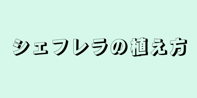 シェフレラの植え方