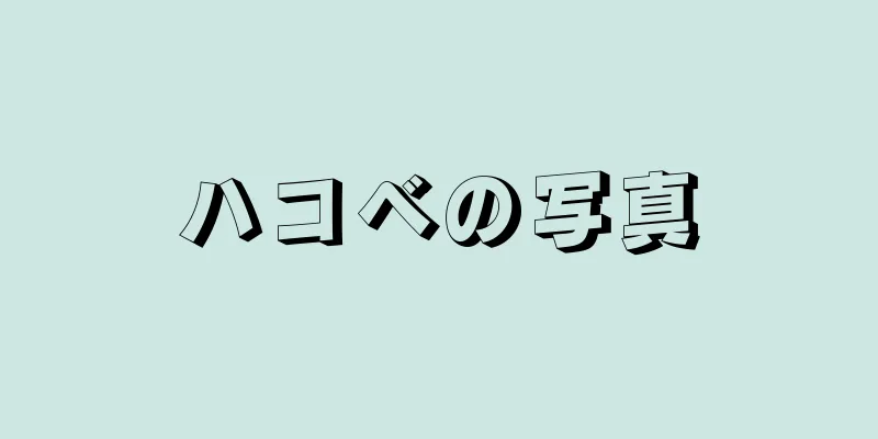 ハコベの写真