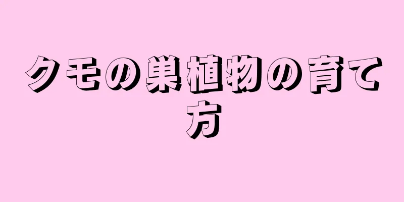 クモの巣植物の育て方