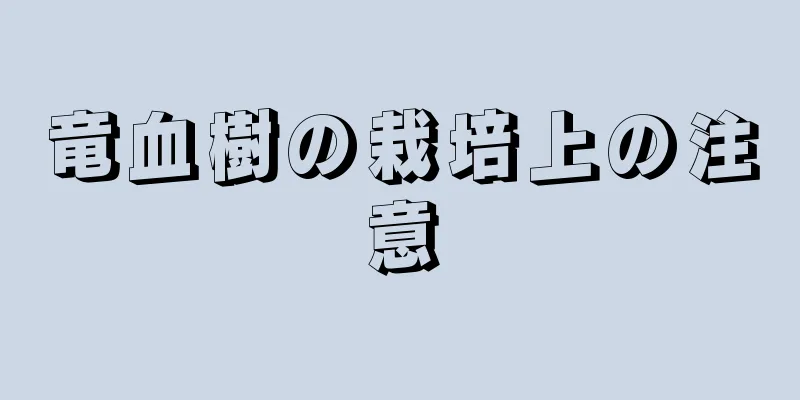 竜血樹の栽培上の注意