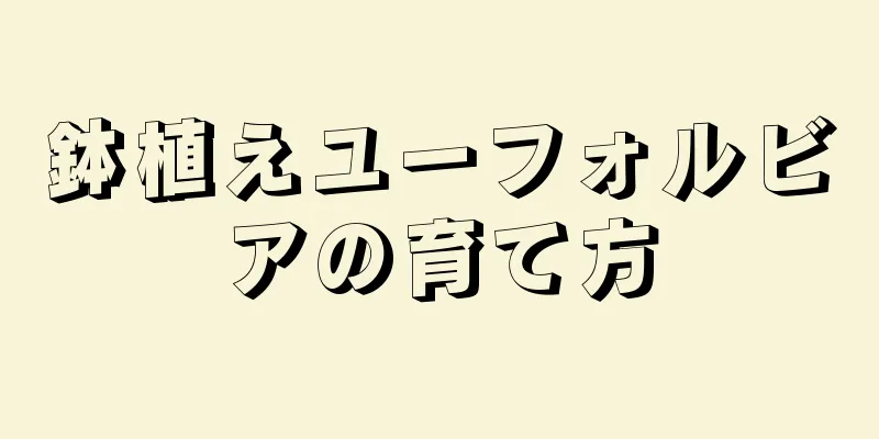 鉢植えユーフォルビアの育て方