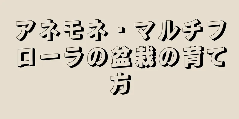 アネモネ・マルチフローラの盆栽の育て方