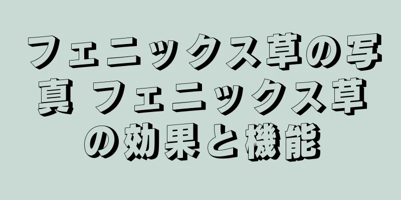フェニックス草の写真 フェニックス草の効果と機能