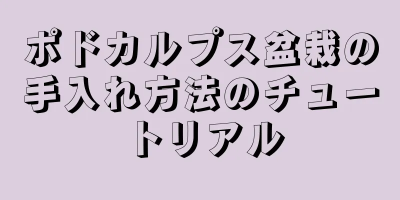 ポドカルプス盆栽の手入れ方法のチュートリアル