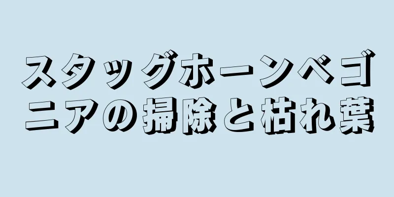 スタッグホーンベゴニアの掃除と枯れ葉