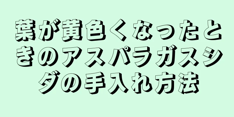 葉が黄色くなったときのアスパラガスシダの手入れ方法