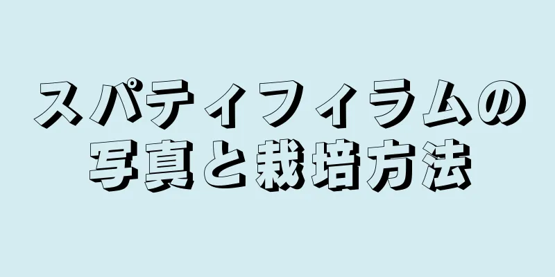スパティフィラムの写真と栽培方法
