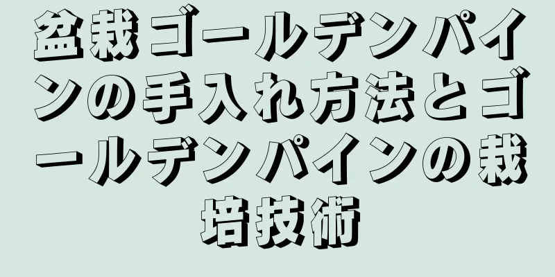 盆栽ゴールデンパインの手入れ方法とゴールデンパインの栽培技術