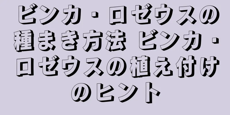 ビンカ・ロゼウスの種まき方法 ビンカ・ロゼウスの植え付けのヒント