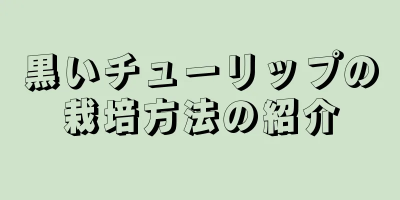 黒いチューリップの栽培方法の紹介