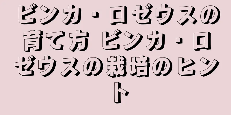 ビンカ・ロゼウスの育て方 ビンカ・ロゼウスの栽培のヒント