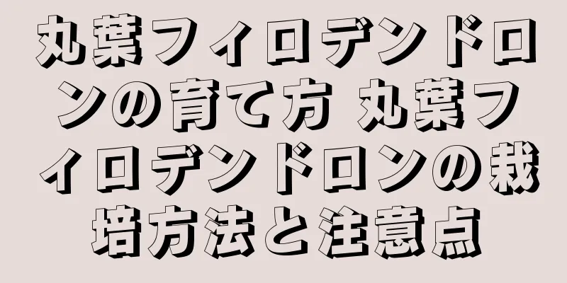 丸葉フィロデンドロンの育て方 丸葉フィロデンドロンの栽培方法と注意点