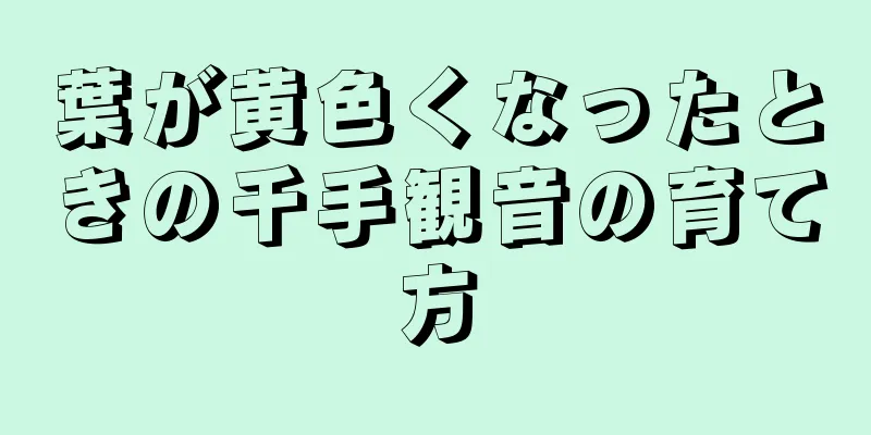 葉が黄色くなったときの千手観音の育て方