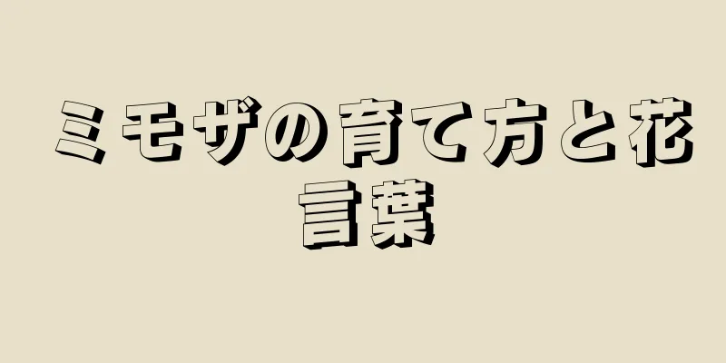 ミモザの育て方と花言葉