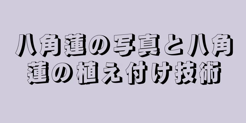 八角蓮の写真と八角蓮の植え付け技術