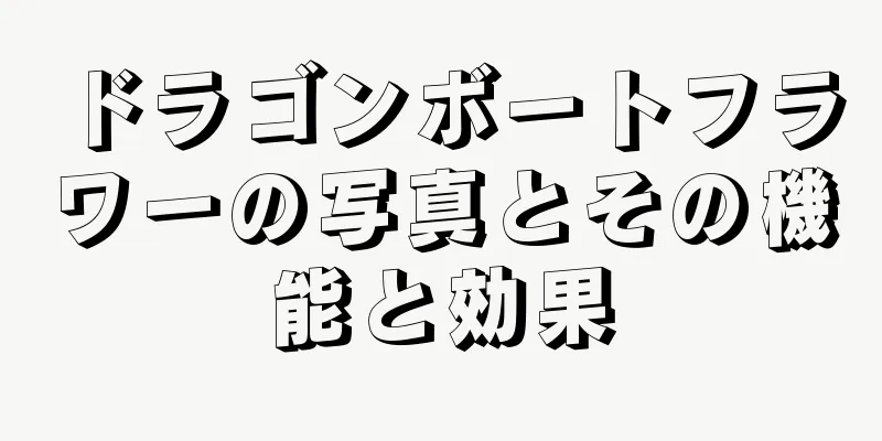 ドラゴンボートフラワーの写真とその機能と効果