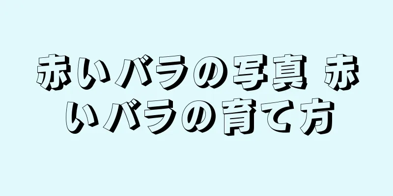 赤いバラの写真 赤いバラの育て方