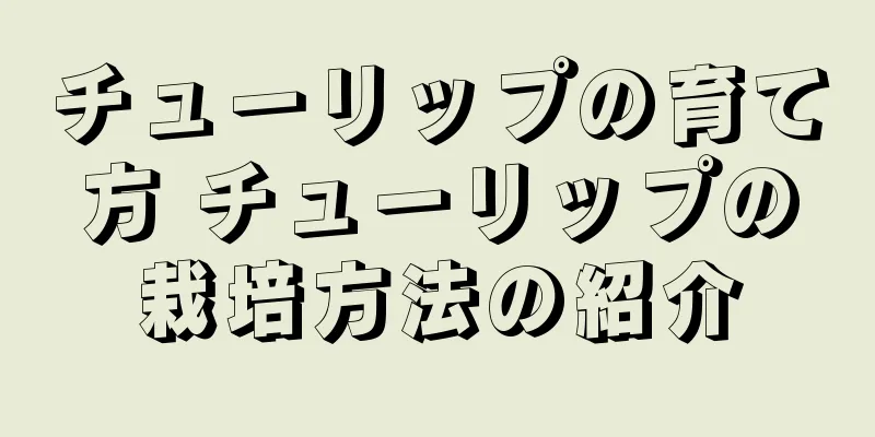 チューリップの育て方 チューリップの栽培方法の紹介