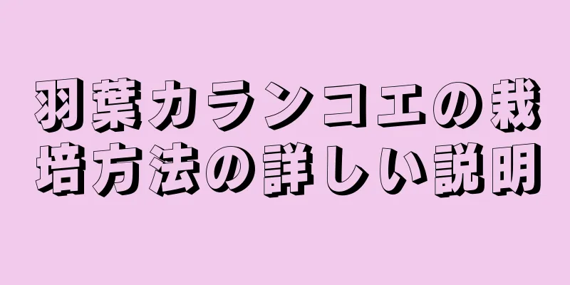 羽葉カランコエの栽培方法の詳しい説明