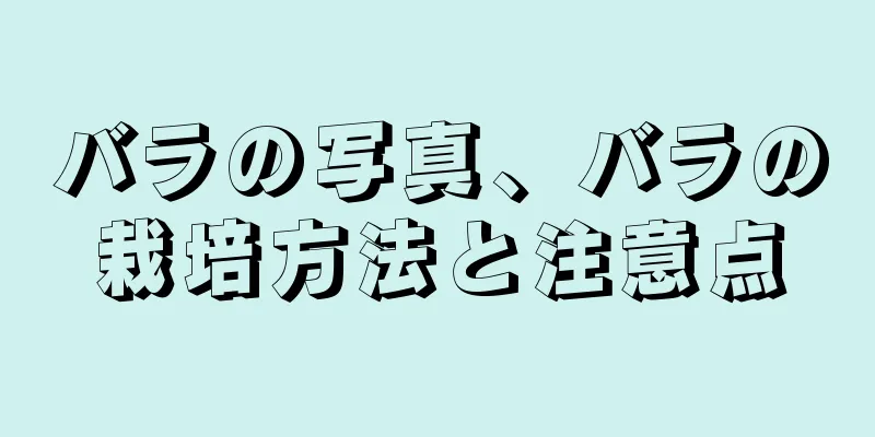 バラの写真、バラの栽培方法と注意点