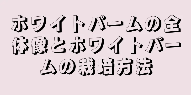 ホワイトパームの全体像とホワイトパームの栽培方法