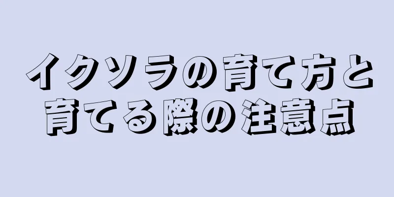 イクソラの育て方と育てる際の注意点