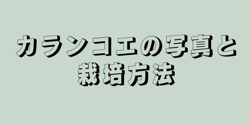 カランコエの写真と栽培方法
