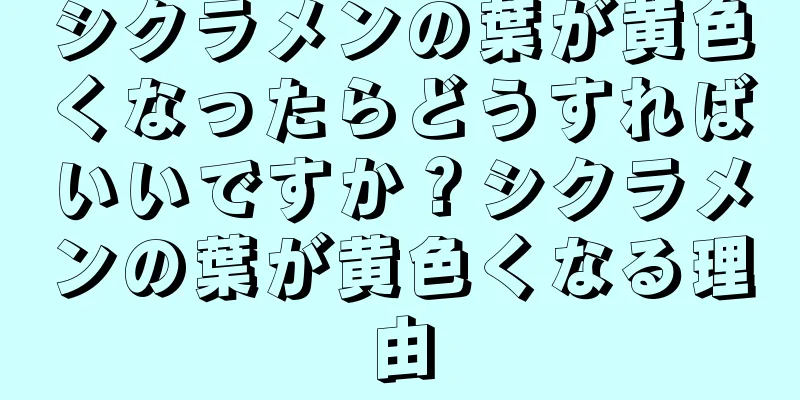 シクラメンの葉が黄色くなったらどうすればいいですか？シクラメンの葉が黄色くなる理由