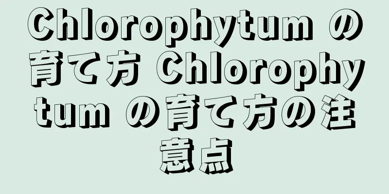 Chlorophytum の育て方 Chlorophytum の育て方の注意点