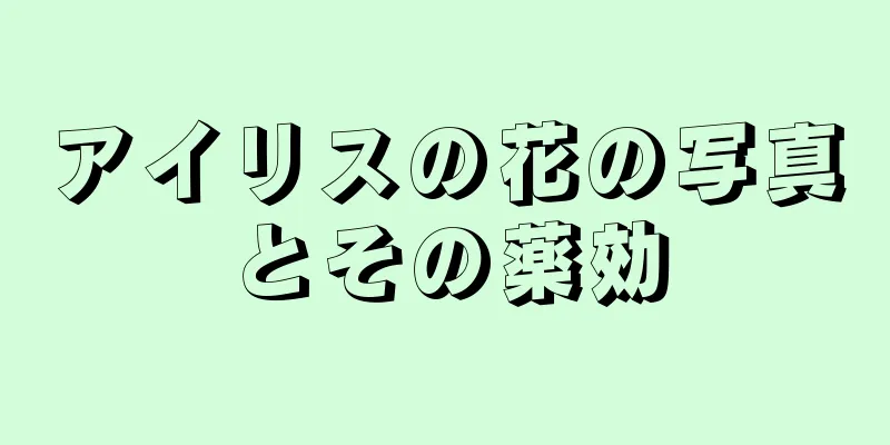 アイリスの花の写真とその薬効