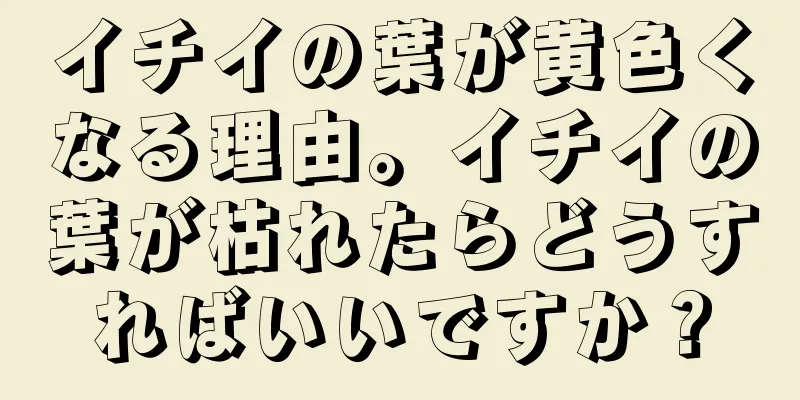 イチイの葉が黄色くなる理由。イチイの葉が枯れたらどうすればいいですか？