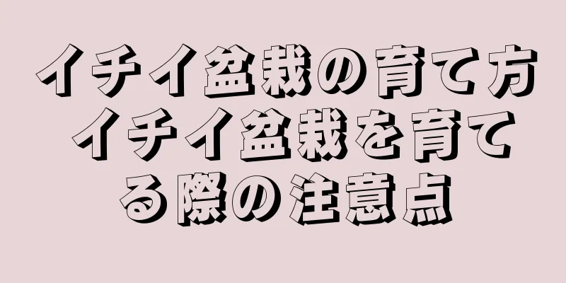 イチイ盆栽の育て方 イチイ盆栽を育てる際の注意点
