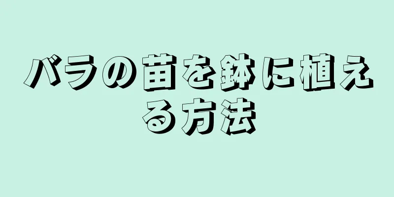 バラの苗を鉢に植える方法