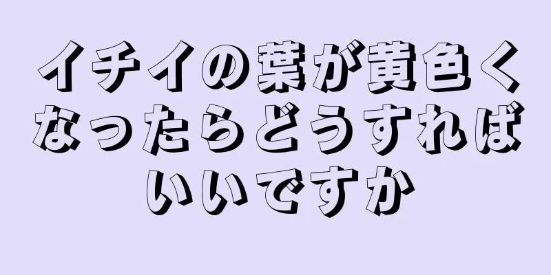 イチイの葉が黄色くなったらどうすればいいですか