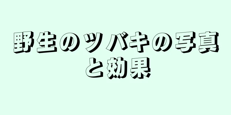 野生のツバキの写真と効果