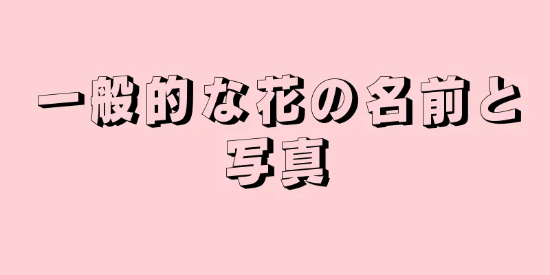 一般的な花の名前と写真
