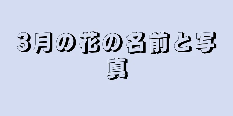 3月の花の名前と写真