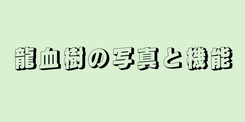 龍血樹の写真と機能