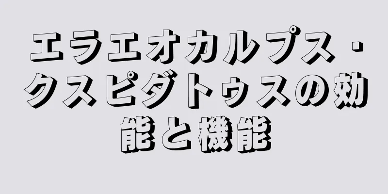 エラエオカルプス・クスピダトゥスの効能と機能