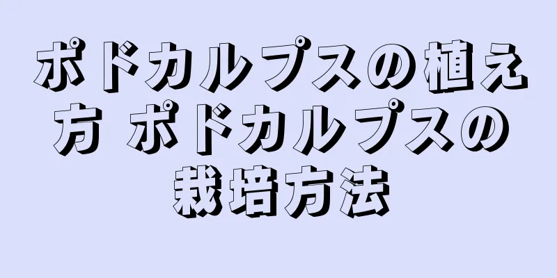 ポドカルプスの植え方 ポドカルプスの栽培方法