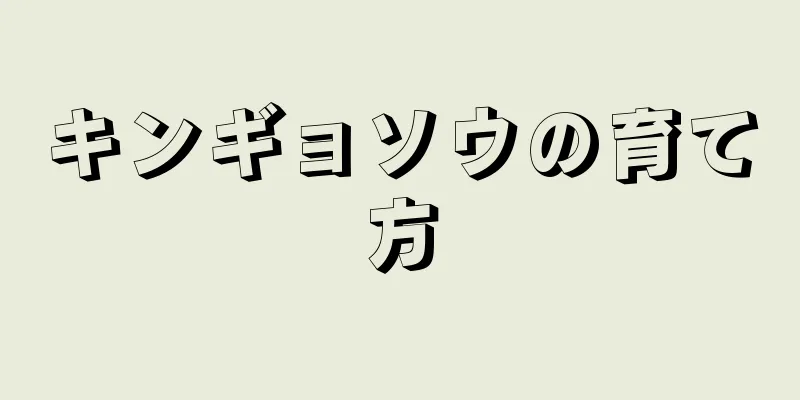 キンギョソウの育て方