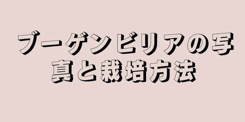 ブーゲンビリアの写真と栽培方法