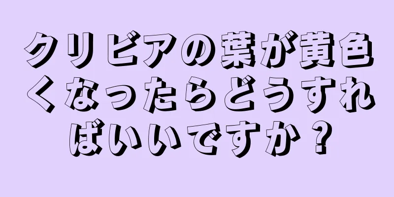 クリビアの葉が黄色くなったらどうすればいいですか？