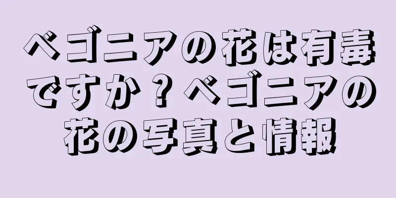 ベゴニアの花は有毒ですか？ベゴニアの花の写真と情報