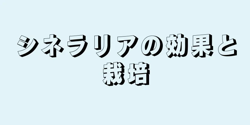 シネラリアの効果と栽培